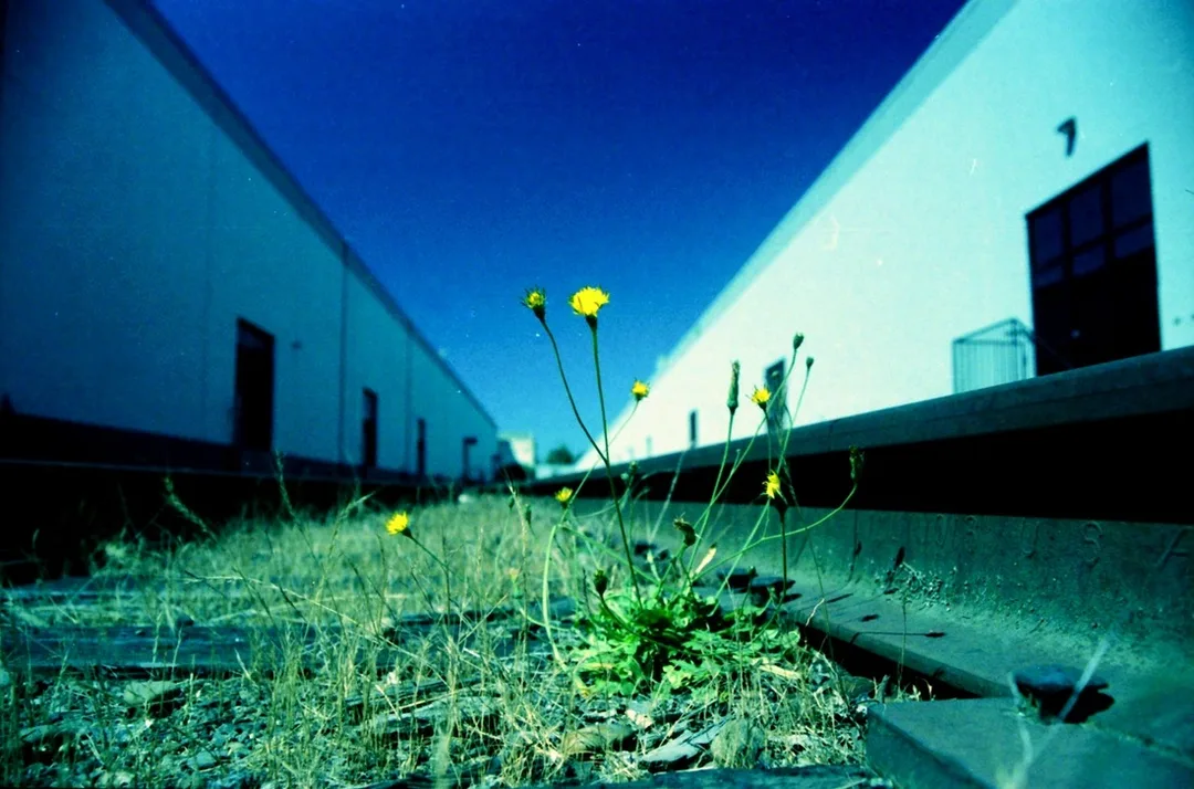 Picture