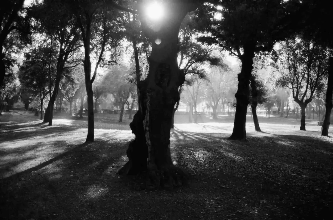 Picture